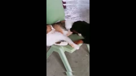 Happy and funny animal/cat dog video