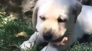 Labrador puppy playing around!