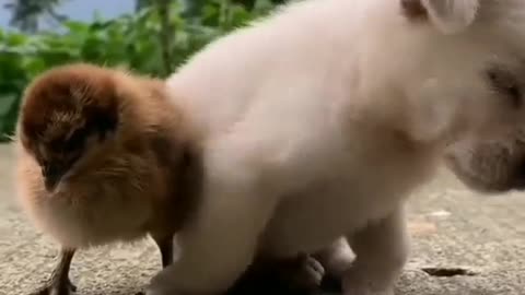 The love between "dog" and Chicks Rumble / Funny & Cute Animals — Just look at how sweet and gentle this big doggy is around a litter of newborn kittens. Best friends forever! // Tommy's