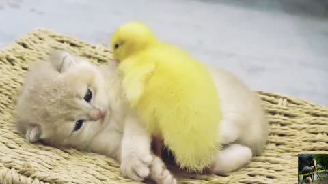 Cat 🐈 fun with duckling