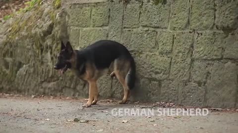 Extremely Trained & Disciplined German Shepherd Dogs