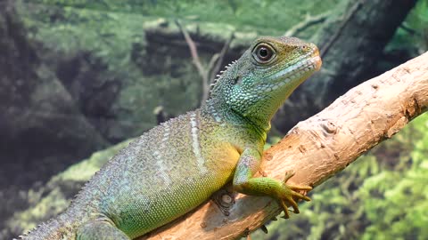 Little Green Chinese Water Dragon