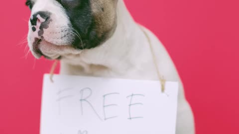 Cute Puppy With a Sign Sitting on a Stool