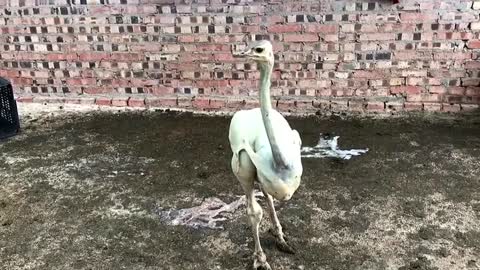 Fetherless ostrich spotted on farm in southern China