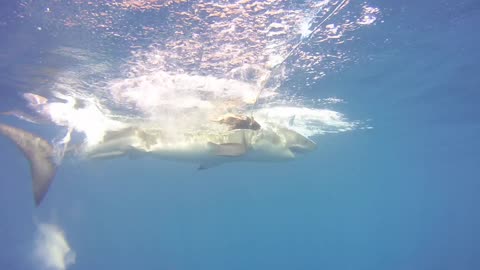 I Filmed this Beautiful Great White Shark Breaking the Water's Surface a Couple Days Ago