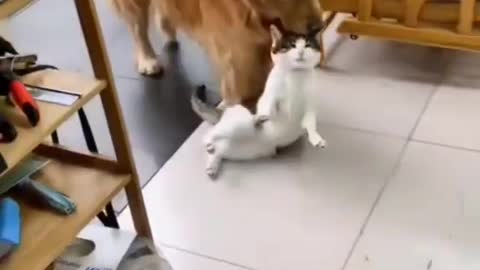 Cute Cat and Dog Playing Together