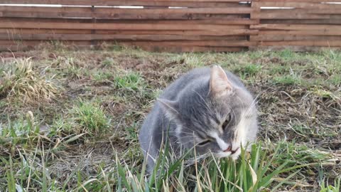 A beautiful cat eating grass in the field☺️