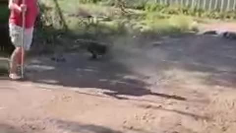 Gator chases for food! Feeding Rescue Alligators at Colorado Gator Farm!