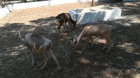 Family Of Nile Lechwe Deers Transferred To Giza Zoo