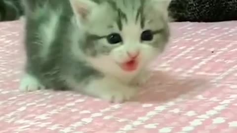 bayi kucing comel banget