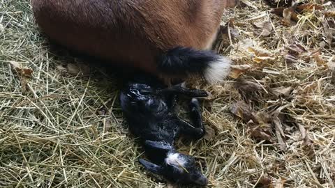 First time Momma goat birth