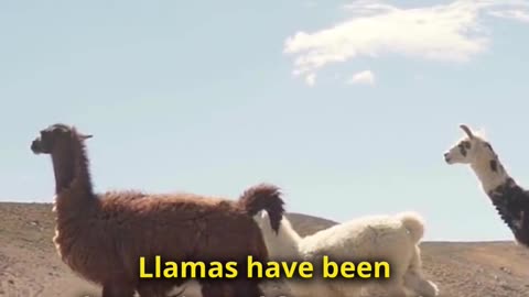 Why Do Llamas Spit?