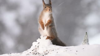 red squirrel in a snowstorm
