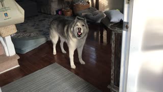 World's Most Dramatic Husky Is Very Vocal About Walk