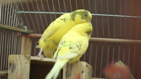 Pet Birds In cage 🐦