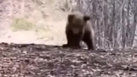 Baby bear doing a dance