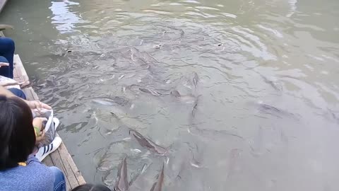 Fish feeding at river