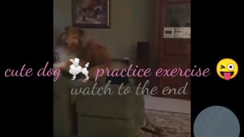 How cute dog is practice the exercise 🐱🤣