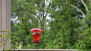 Hummingbird Feeder Time
