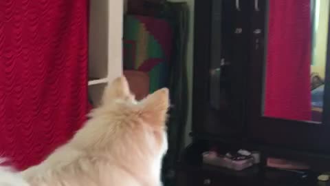 funny & cute dog ! reacting seeing him in the mirror ! 😂😂