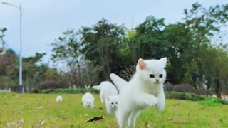 Spring is here, take your kitty out for an outing