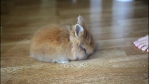 Ewok (Lionhead bunny) doing some tricks