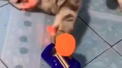 funny cat