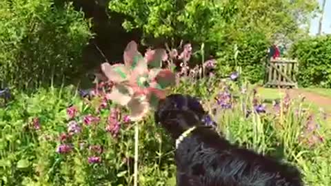 Dog discovers windmill, isn't sure what to make of it