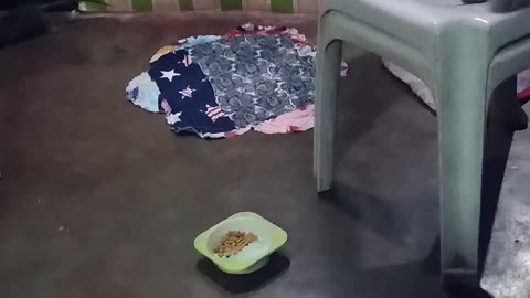 Cat Watches Rat Take Food, Does Nothing