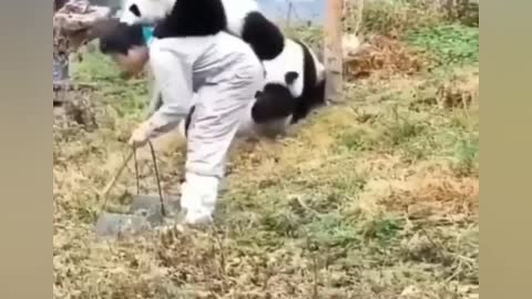 Cute Baby Panda Funny Moments 😘