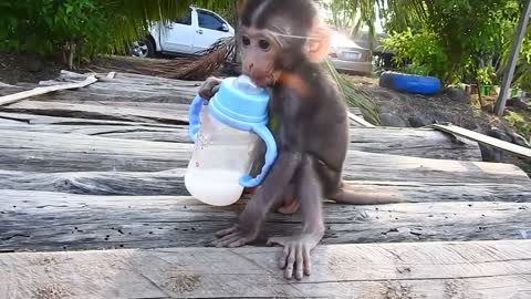 Cute monkey videos baby 😍 Funny Monkey Baby 😍 Newborn Monkey Baby