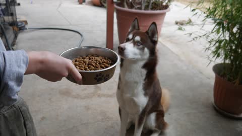 How To Feed A Picky Eating Husky