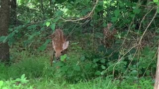 Two Curious Fawns