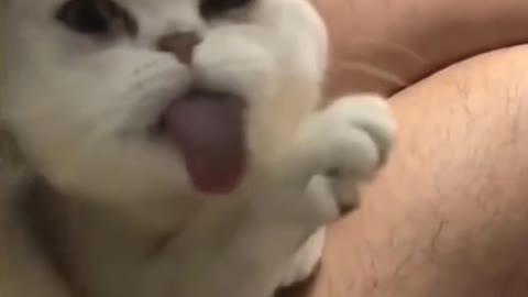 Cute funny Cat | Try not to laugh challenge.