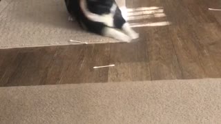 Kitty Goes Crazy On Q-tips