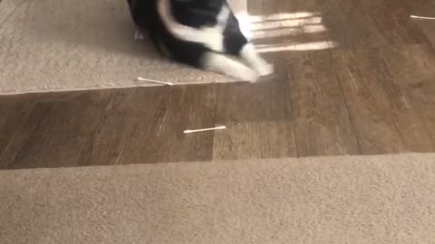Kitty Goes Crazy On Q-tips