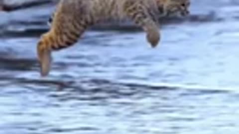 Tiger it's long jump-viral animal video clips