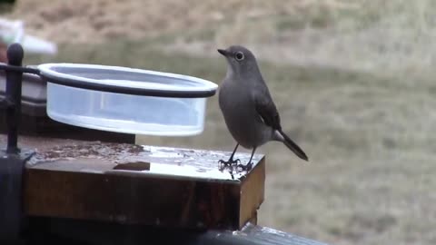 Townsend’s Solitaire