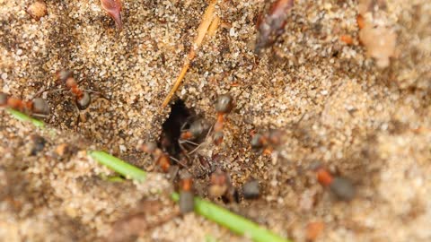Red ants gather in the nest