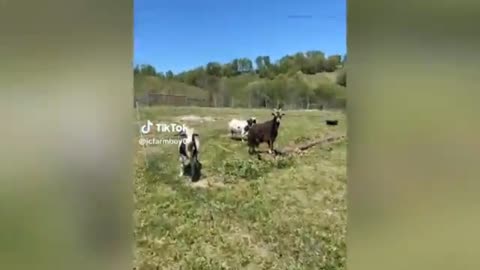 Funny video of Goat 🤣🤣🤣