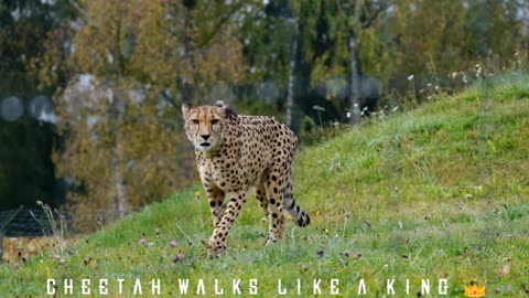 Big cat walk - Cheetah walks like a King - Slow motion