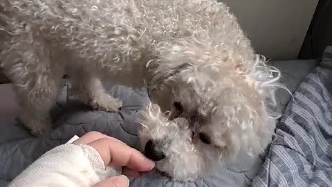 Chocolate puppy to treat sick hands
