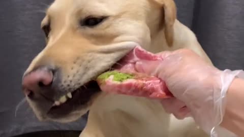 Puppy's immersive eating and broadcasting