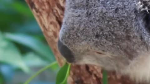 Watching Koala Bear Eating is so cute😍😍