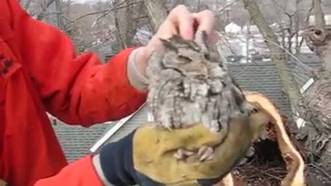 Tree Removal Workers Discover Owl Inside Hollow Tree