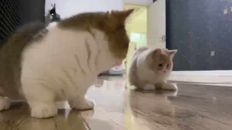 cute kitten behavior when playing