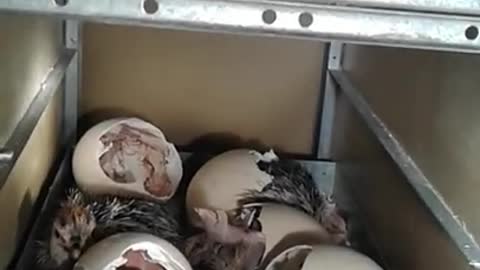 Amazing Ostrich Chicks Hatching