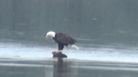 Have you ever seen an eagle swimming