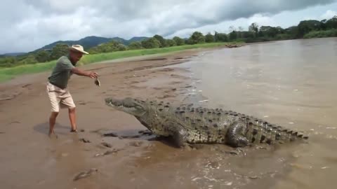 A man offers food to a crocodile with his hand