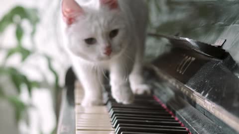 FUNNY CAT PLAYS PIANO